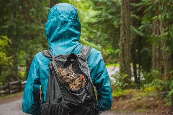 Camping with cats