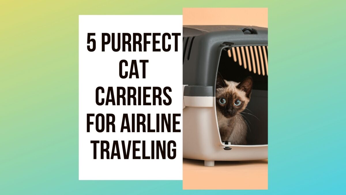 How to Sedate a Cat With Benadryl? 5 Steps Process Traveling With