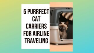 5 Purrfect Cat Carriers for Airplane Traveling