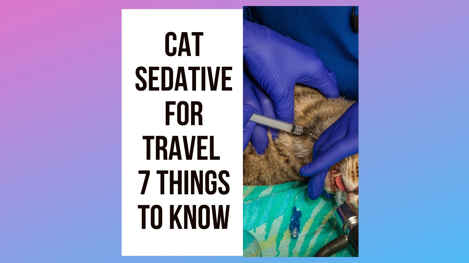 Cat Sedatives For Travel