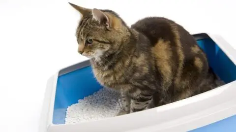 How Long Can Cats Go Without Urinating: What Is Safe & What Isn’t for Your Pet Cat
