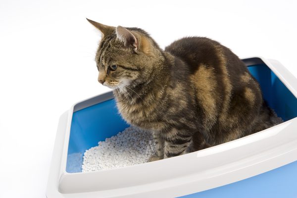 How Long Can Cats Go Without Urinating: What Is Safe & What Isn’t for Your Pet Cat