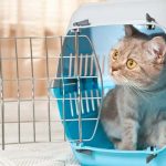 How to Get an Aggressive Cat into a Carrier