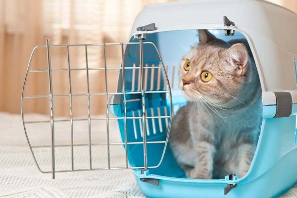 How to Get an Aggressive Cat into a Carrier Traveling With Your Cat
