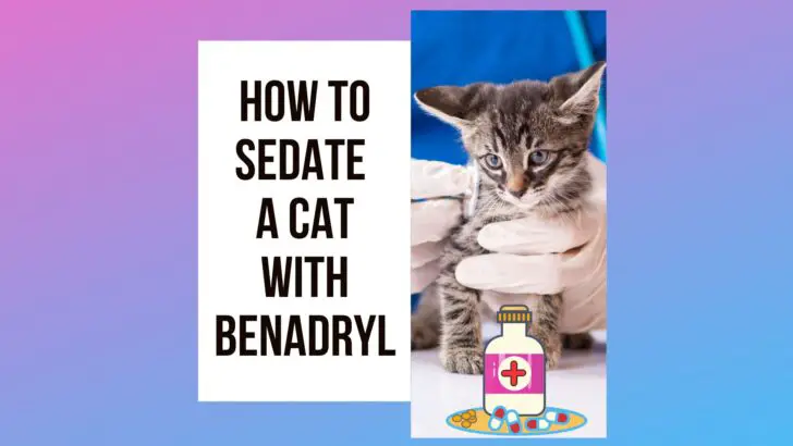 How to Sedate a Cat With Benadryl? 5 Steps Process