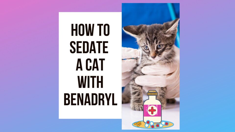 How to Sedate a Cat With Benadryl? 5 Steps Process Traveling With