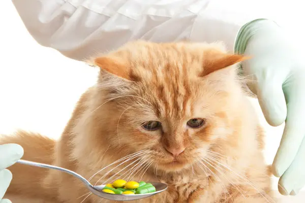 Everything You Need To Know About Cat Sedatives For Travel