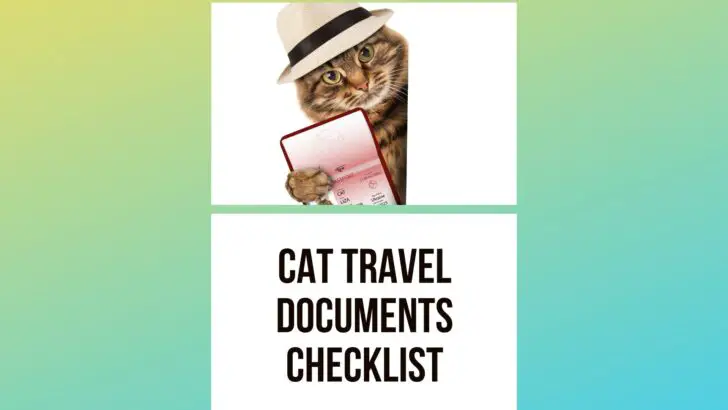 What Documents Do You Need When Flying With Your Cat?