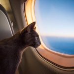 flying with a cat