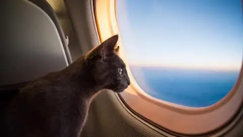 Flying Show Cats: Flying With A Cat Guide (2022)