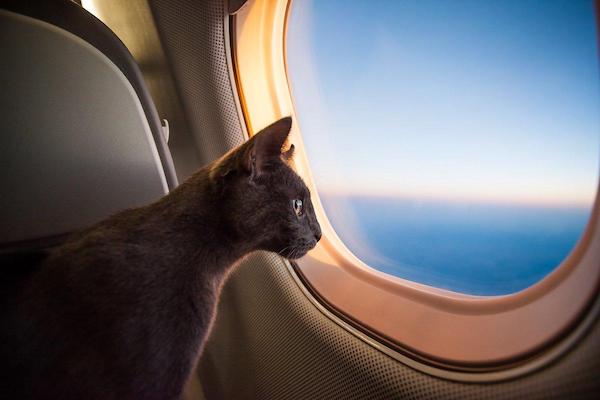 flying with a cat