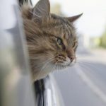 how to calm a cat in a car when traveling