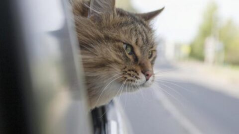 How to Keep Your Cat Calm During Car Rides? 9 Tips