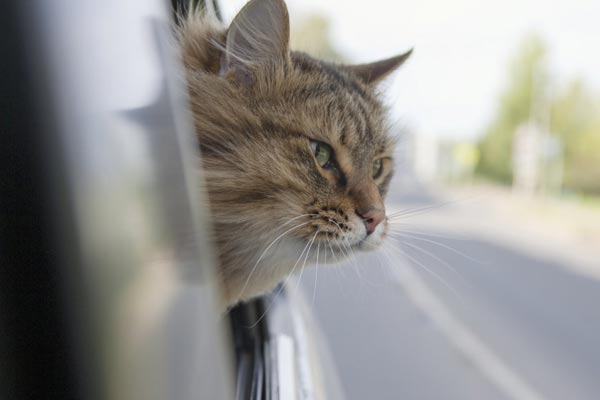 how to calm a cat in a car when traveling