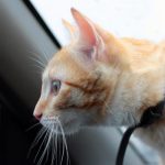 how to make traveling with cats easier