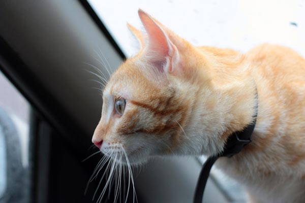 how to make traveling with cats easier