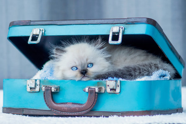 How to Move Cats across Country? [2022 Expert Guide]