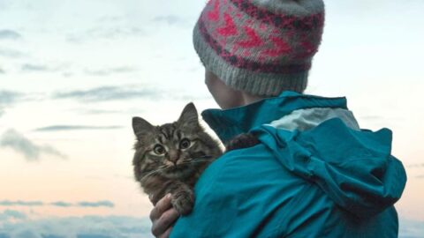 How To Travel With A Cat? 7 Safety & Low-Stress Tips