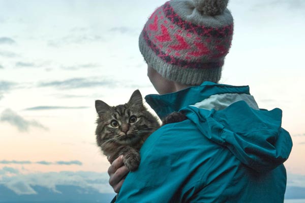 How To Travel With A Cat? 7 Safety & Low-Stress Tips