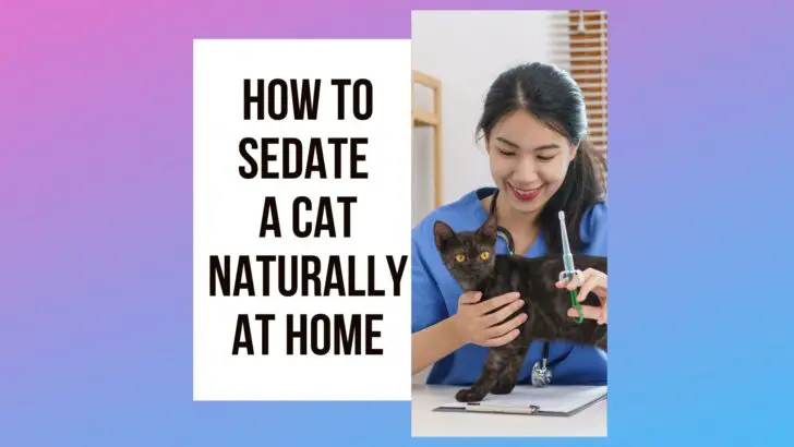 6 Ways To Sedate A Cat Naturally