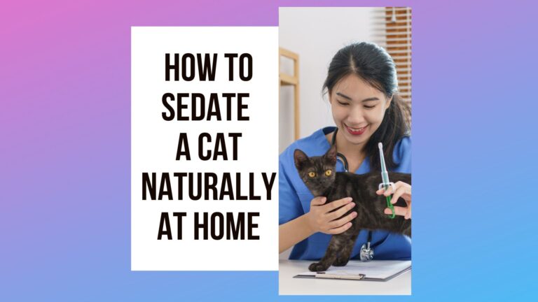 6 Ways To Sedate A Cat Naturally