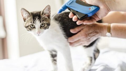 The Tricky Truth: Side Effects of Microchipping Your Cat