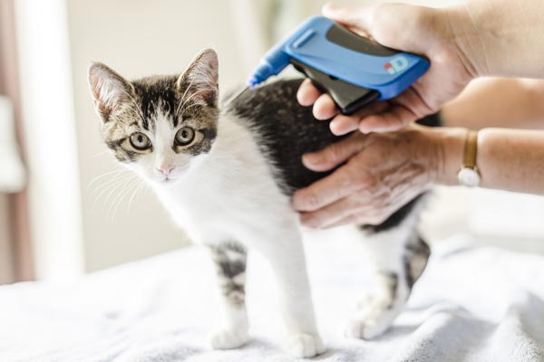 Cat Microchip Side Effects