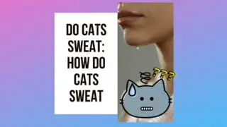 Do Cats Sweat? How Do Cats Sweat?