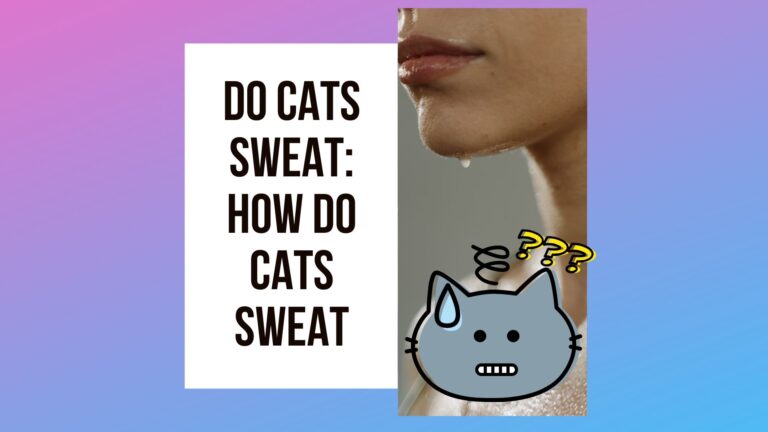Do Cats Sweat? How Do Cats Sweat?