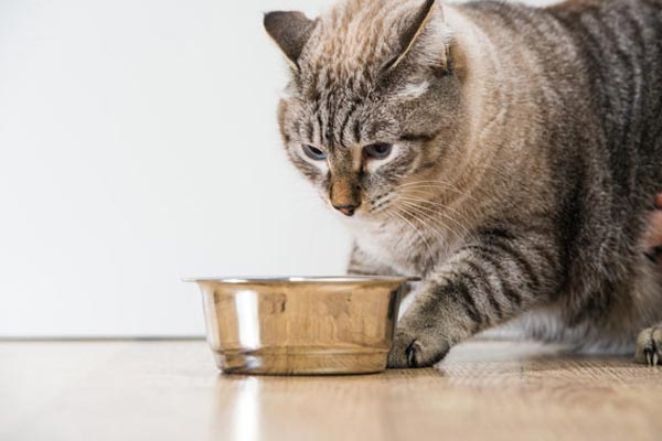 How Long Can Cats Go Without Food