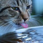 How Long Can Cats Go Without Water