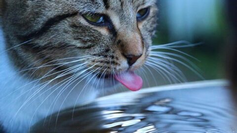 How Long Can a Cat Go Without Water: Why Your Cat Needs to Drink Regularly