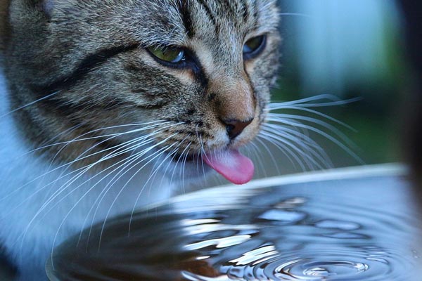 cat is drinking water but not eating