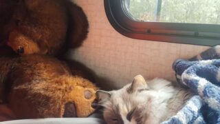 How To Travel With Cats in an RV
