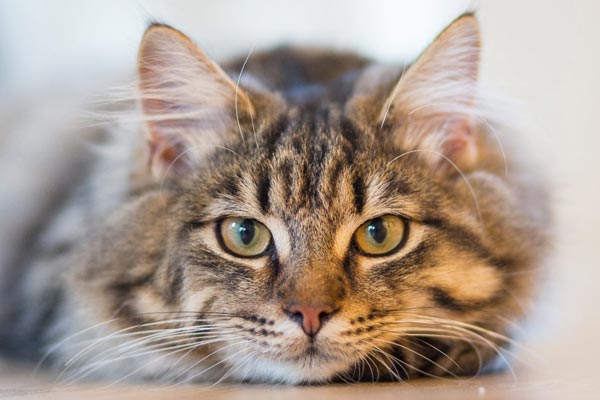 How to Prevent Hairballs in Cats? 2022 Facts
