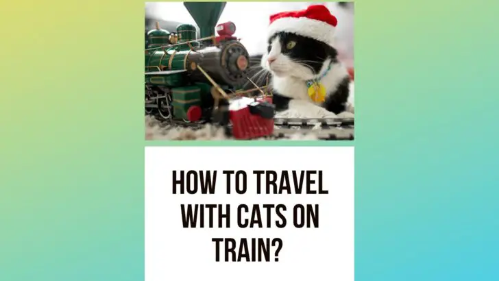 How to Travel With Cats on Train? [2022 Guide]