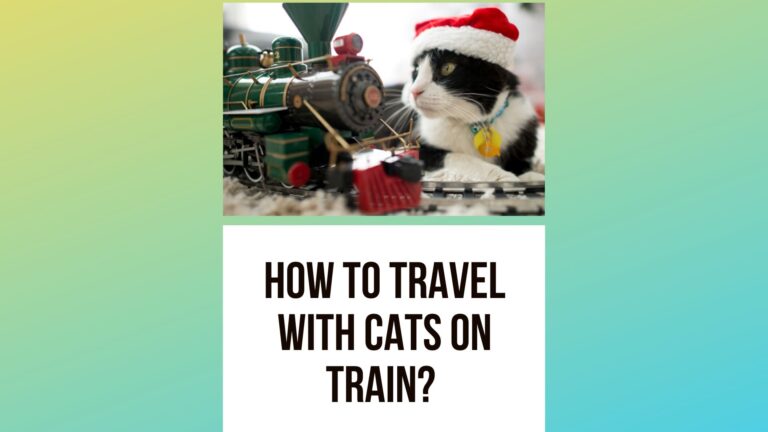 How to Travel With Cats on Train? [2022 Guide]