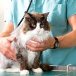 Kidney Failure in Cats Life Expectancy