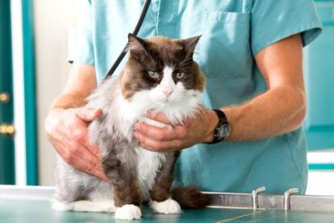 Image showcasing Kidney Failure in Cats and Life Expectancy: 2022 Vet FACTS