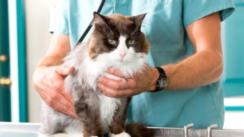 Kidney Failure in Cats and Life Expectancy: 2022 Vet FACTS - Chronic Kidney Disease In Cats Life Expectancy And Prognosis