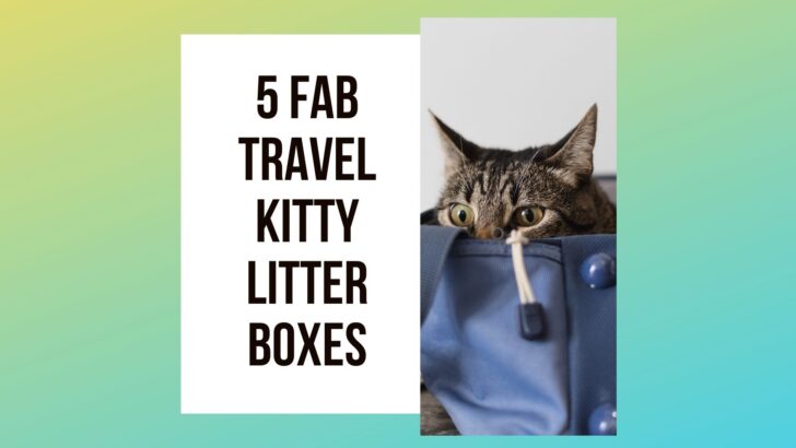 5 Fab Travel Kitty Litter Boxes for Your Cat