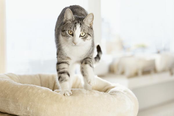 How Often Do Cats Go Into Heat: What to Expect When Your Female Cat Grows Up