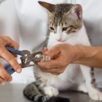 how to trim cat's nails without getting scratched