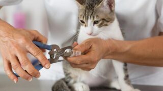 how to trim cat's nails without getting scratched