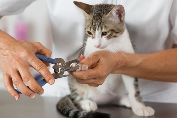 how to trim cat's nails without getting scratched