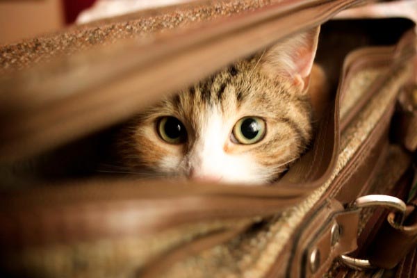 Traveling With Your Cat In-Cabin, The Only Way To Fly!