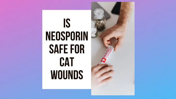 Wait! Read This Before You Use Neosporin For Your Cat’s Wound