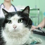 Is Neosporin safe for cats
