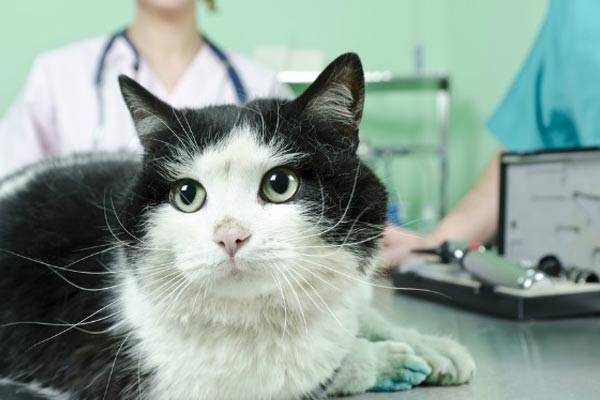 Is Neosporin safe for cats