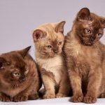 Tips For Moving With Multiple Cats